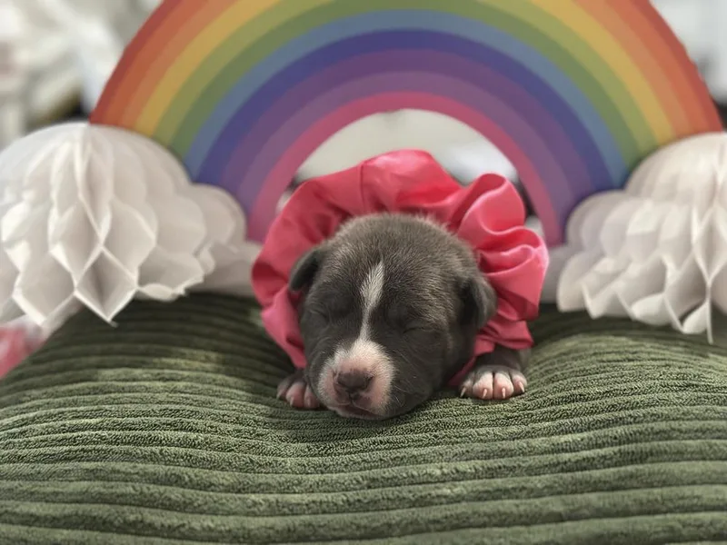 A baby small-sized female Gray / Blue / Silver Mixed Breed dog named Amethyst for adoption in New York, NY
