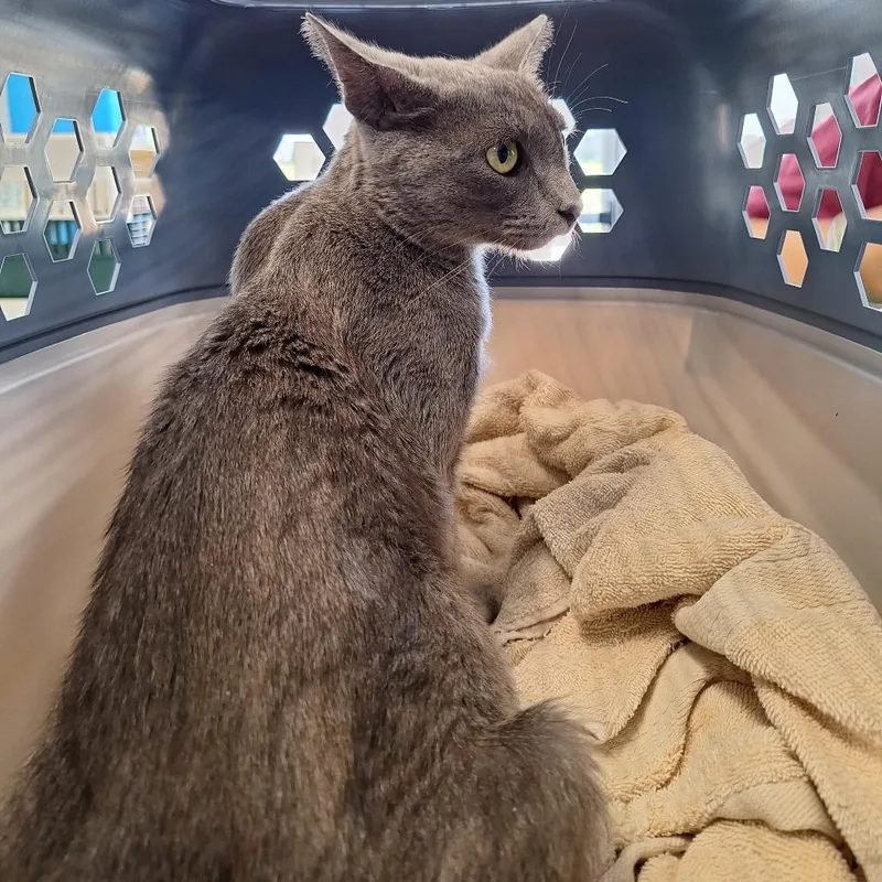 An adult small-sized female Gray / Blue / Silver Domestic Short Hair cat named Mrs Norris for adoption in Montgomery, AL