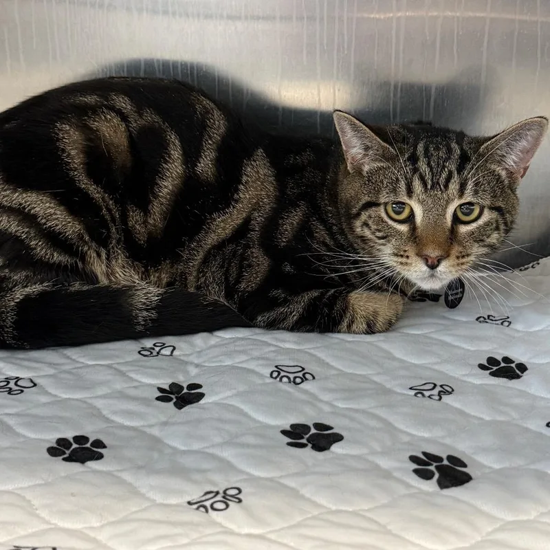 A young medium-sized male American Shorthair cat named Mushroom for adoption in Danbury, CT