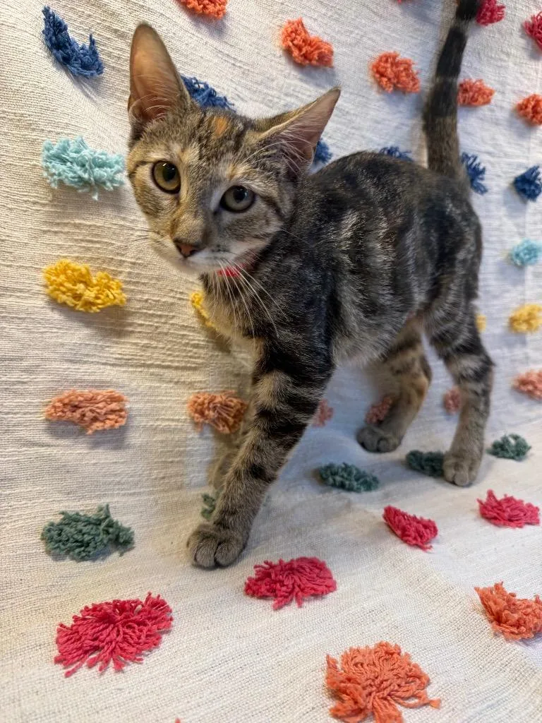 A baby medium-sized female Domestic Short Hair cat named Regina PA for adoption in Denham Springs, LA