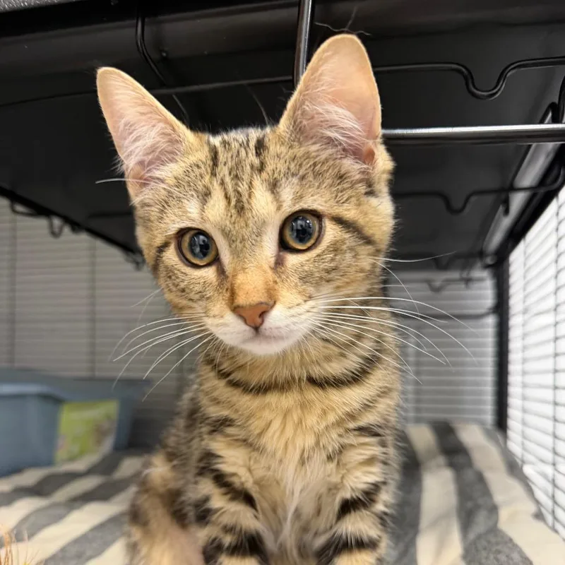 A baby small-sized male Black Domestic Medium Hair cat named Rudder for adoption in Hampton Bays, NY