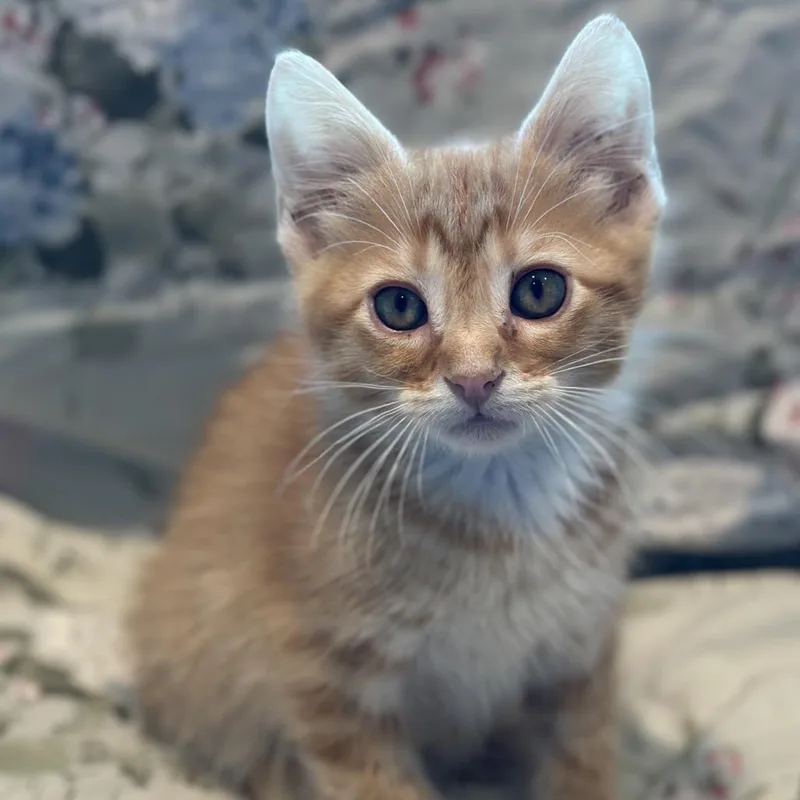 A baby small-sized male Orange / Red Domestic Medium Hair cat named Harold for adoption in Matteson, IL