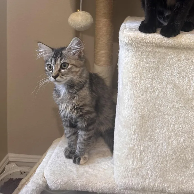 A baby small-sized female Gray / Blue / Silver Domestic Short Hair cat named Tilly for adoption in Tustin, CA
