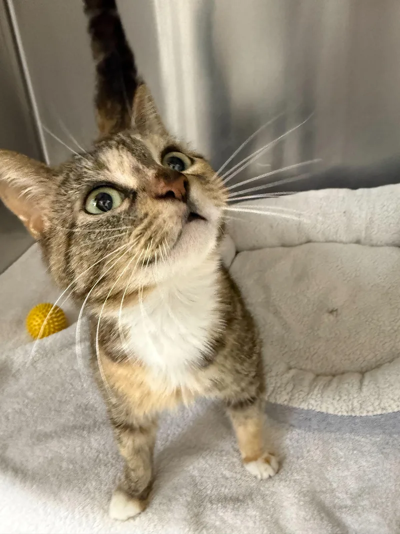 An adult medium-sized female Torbie cat named Nala for adoption in Jackson, MI