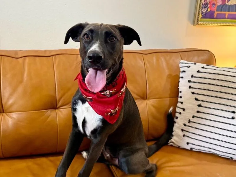 A young medium-sized male Black Pit Bull Terrier dog named Thunder The Zesty Bestie for adoption in Friendswood, TX