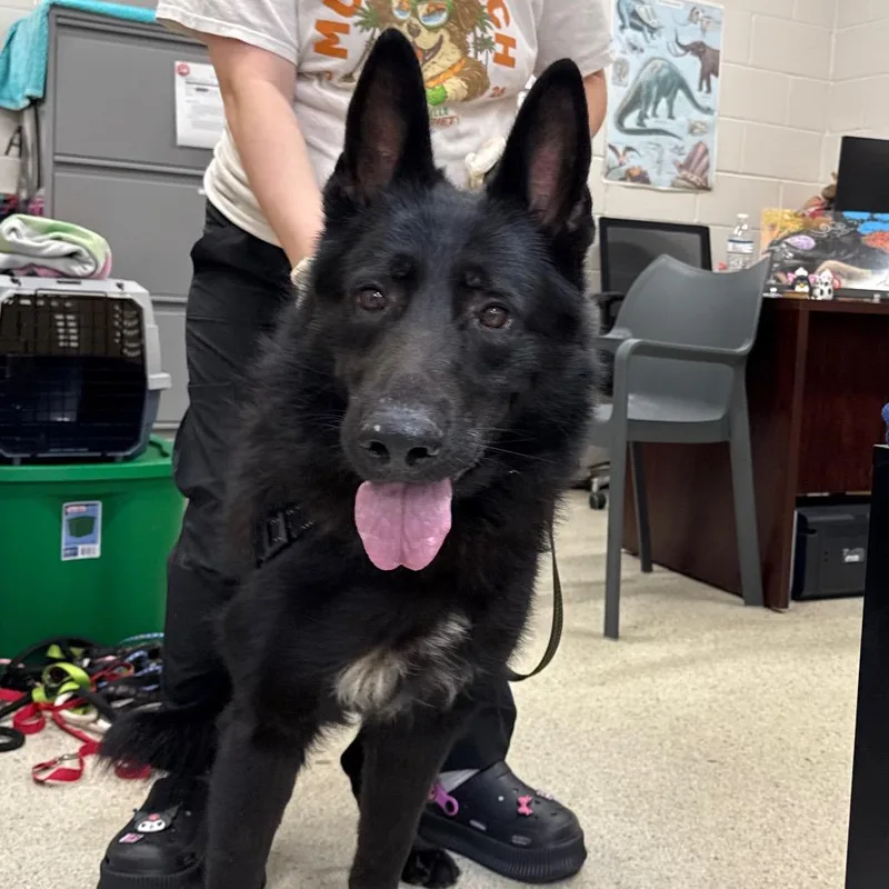 An adult large-sized male Mixed Breed dog named Bruno for adoption in Jacksonville, FL