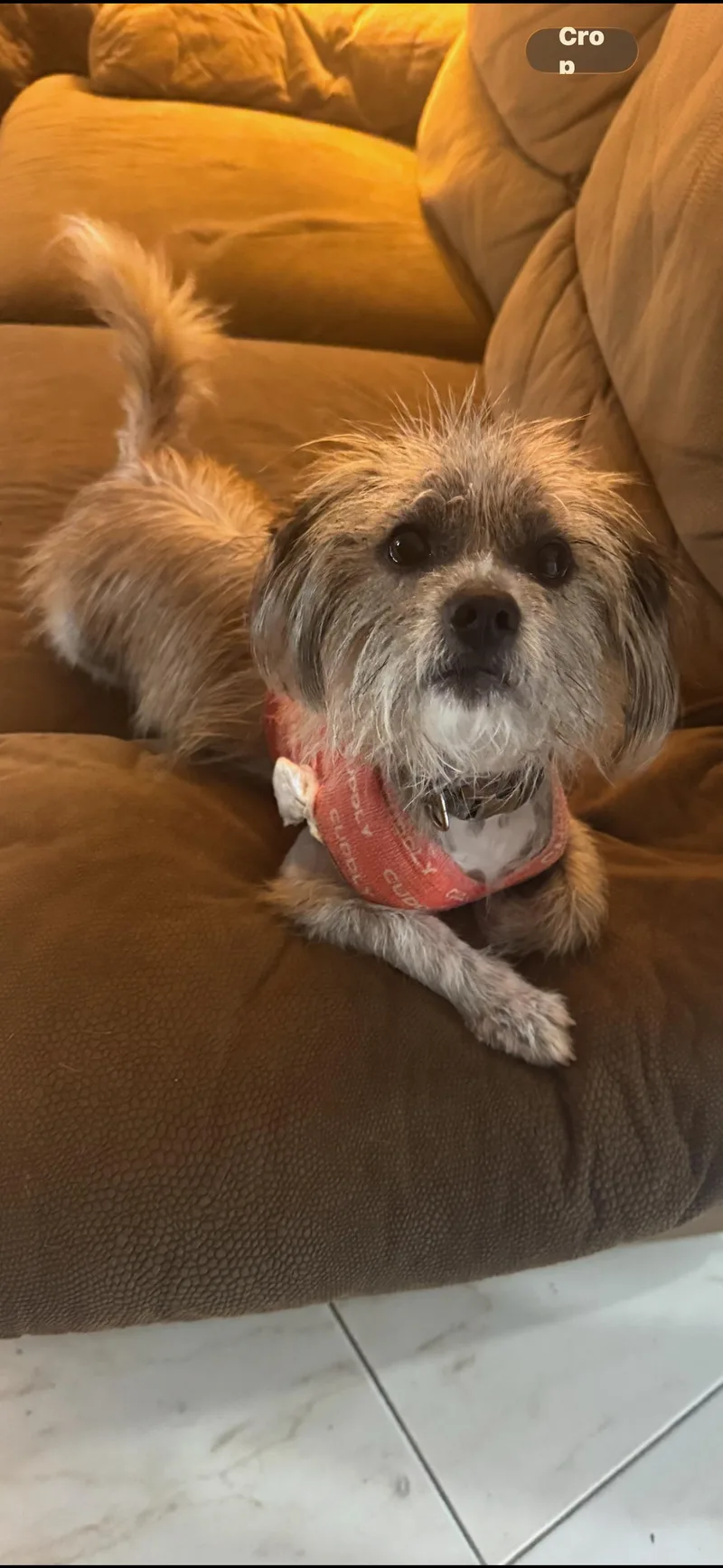 A young small-sized male Bicolor Mixed Breed dog named Scout for adoption in Fort Lauderdale, FL