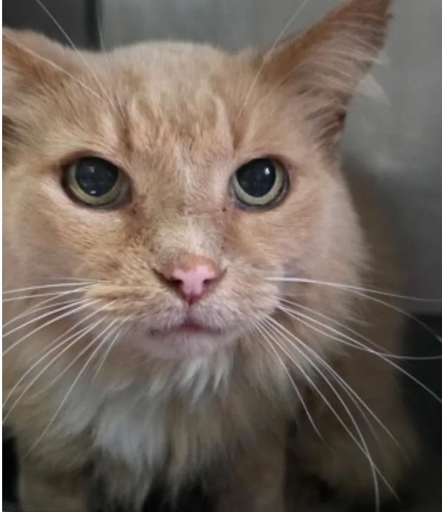 A senior medium-sized male Tabby (Orange / Red) Domestic Short Hair cat named Edgar for adoption in Marshall, NC