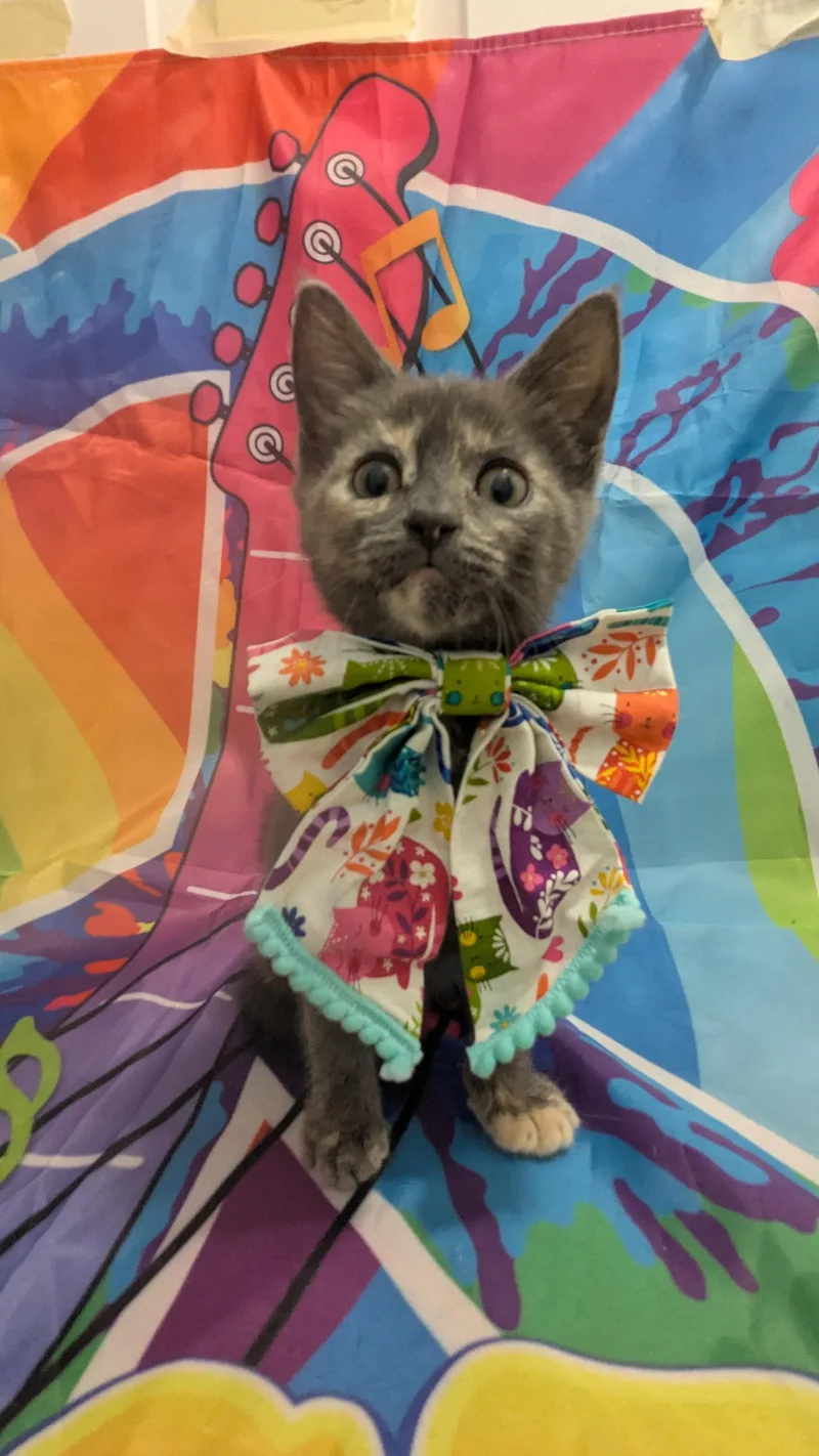 A baby medium-sized female Domestic Short Hair cat named Ivy for adoption in Chesapeake Beach, MD