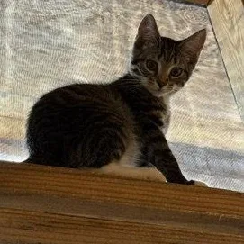 A baby large-sized male Tabby (Gray / Blue / Silver) Domestic Short Hair cat named Spider Monkey for adoption in Lemoyne, PA