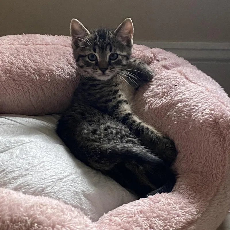 Abu  FFld Petco thumbnail 2