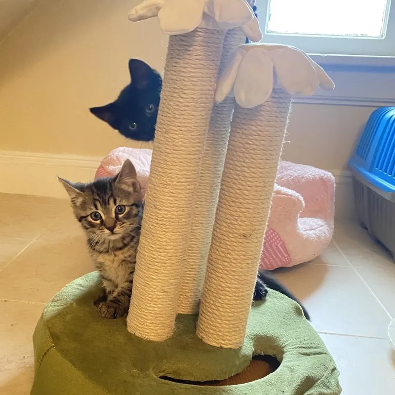 Abu  FFld Petco thumbnail 3