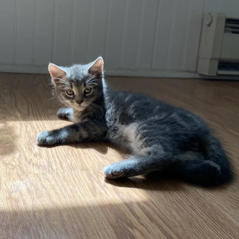 Abu  FFld Petco thumbnail 4