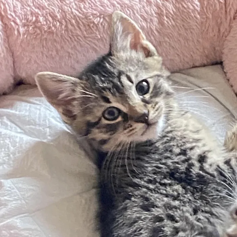 Abu  FFld Petco thumbnail 5