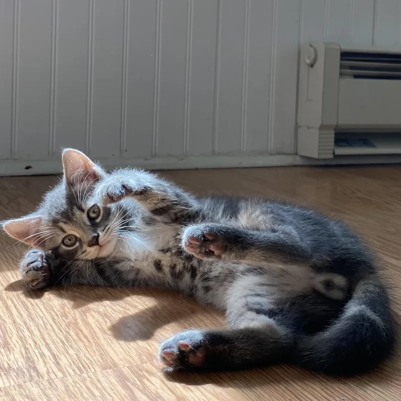 Abu  FFld Petco thumbnail 6