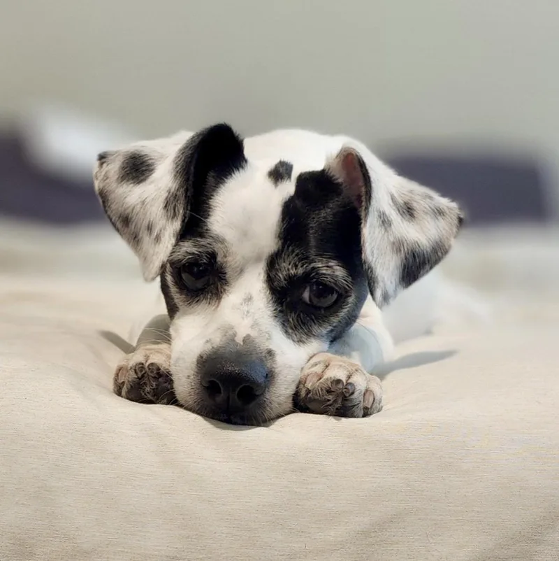An adult small-sized female White / Cream Chihuahua dog named Luna for adoption in Mead, CO