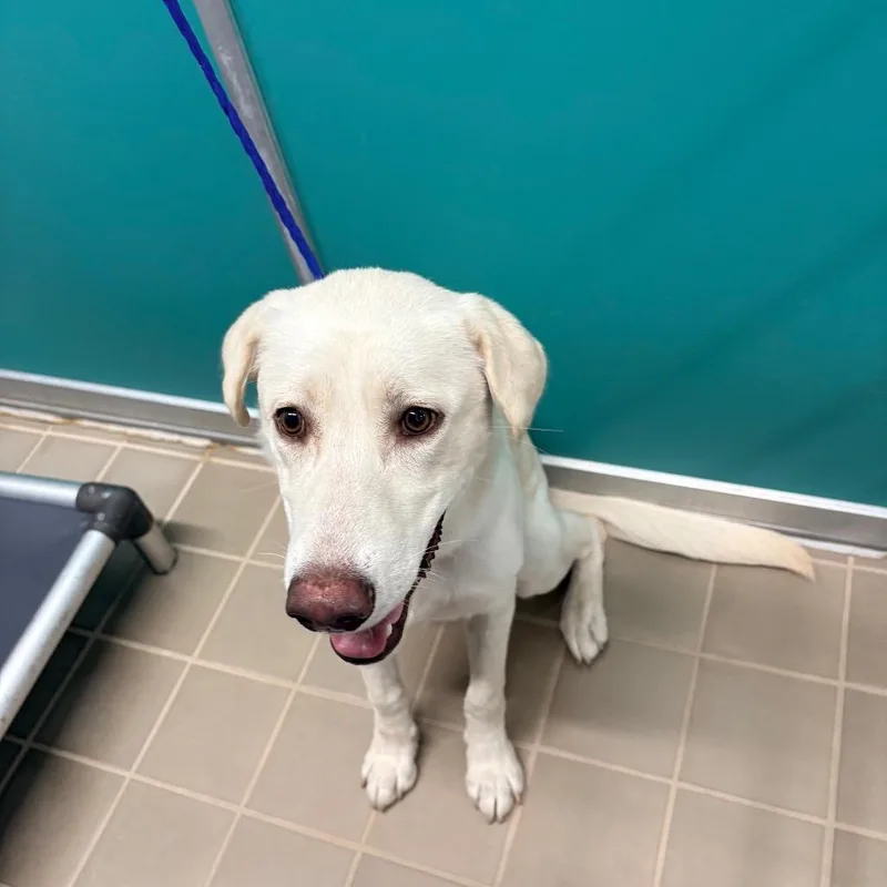 A young medium-sized male White / Cream Labrador Retriever dog named Captain for adoption in Bryan, TX