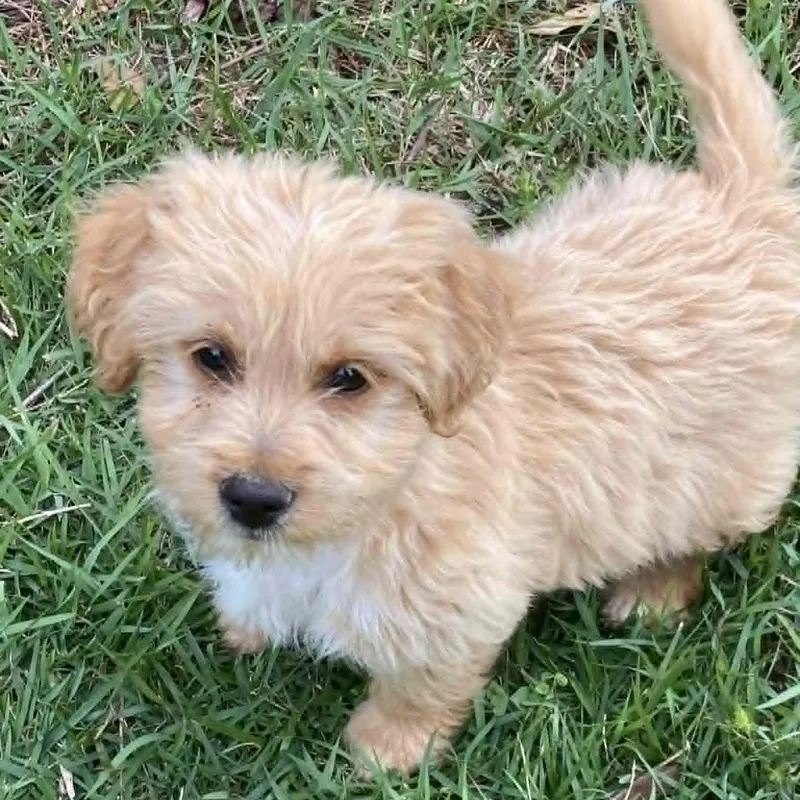 A baby small-sized male Apricot / Beige Shih Tzu dog named Frere Jacques for adoption in Tylertown, MS