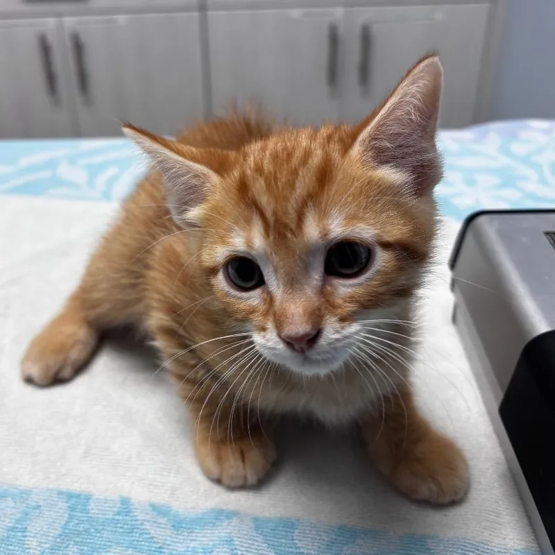 A baby small-sized male Orange / Red Domestic Short Hair cat named Harkness for adoption in Riverside, CA