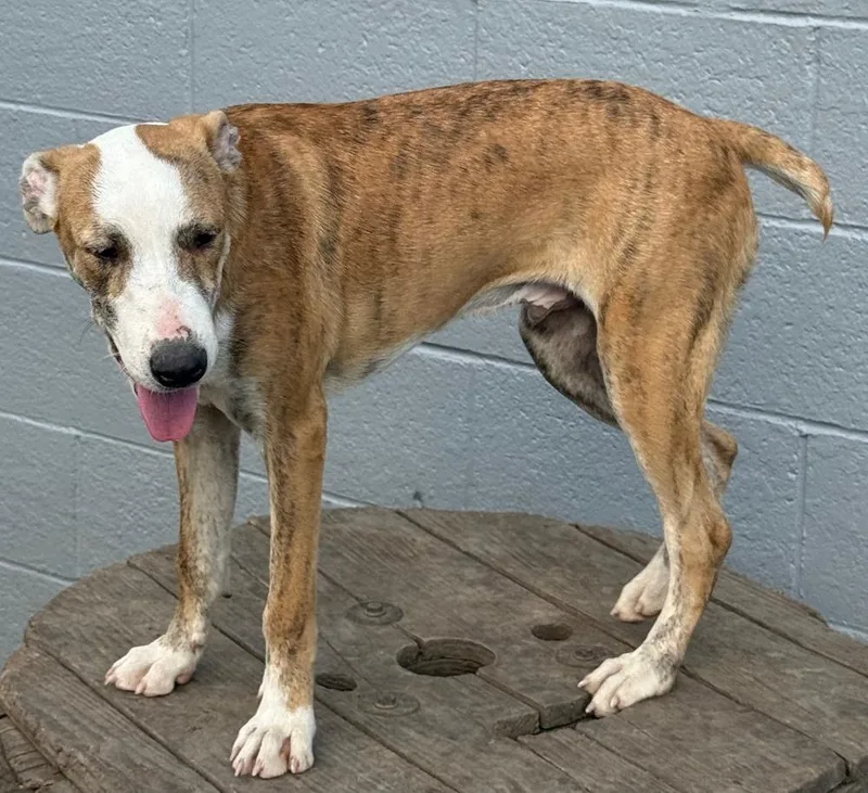 Beetle Bug thumbnail 2