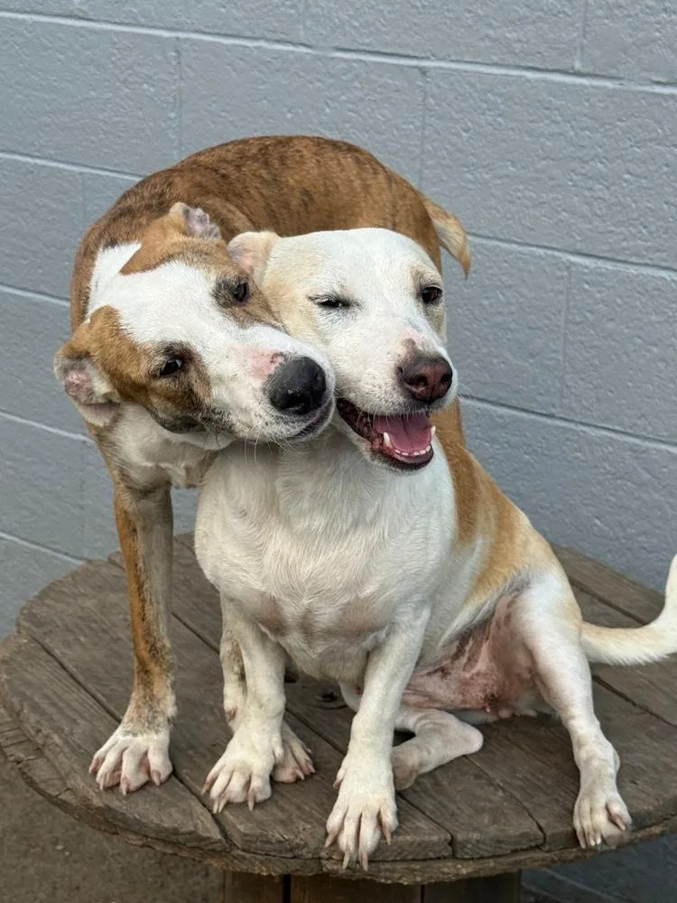 Beetle Bug thumbnail 3