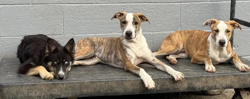 Beetle Bug thumbnail 4