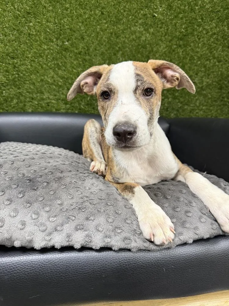 Beetle Bug thumbnail 5