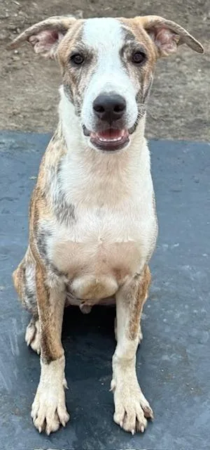 Beetle Bug thumbnail 6