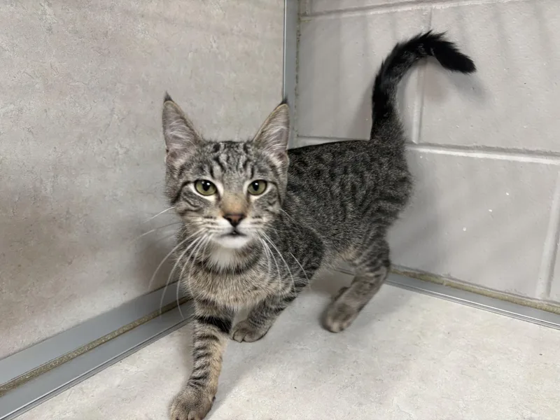 A baby small-sized male Tabby (Brown / Chocolate) Domestic Short Hair cat named Rodrigo for adoption in Waterloo, IA