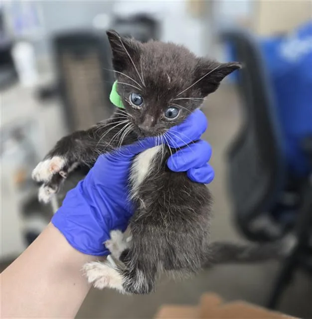 A baby medium-sized male Domestic Short Hair cat named Quito for adoption in Dallas, TX
