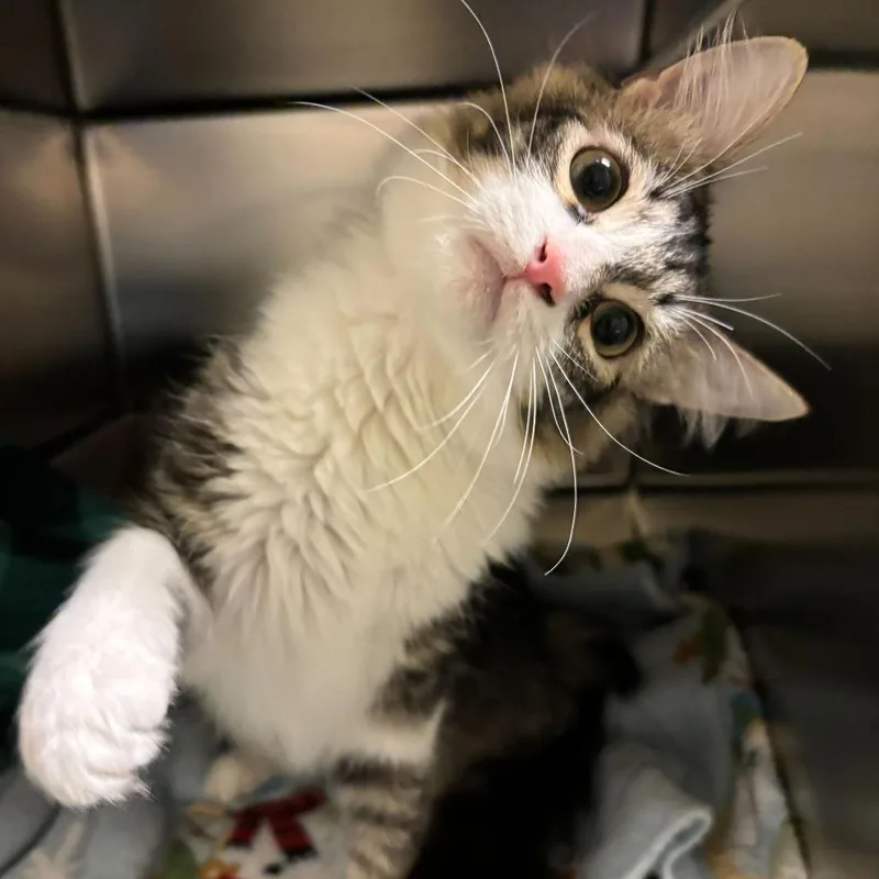 A young medium-sized male Gray / Blue / Silver Domestic Medium Hair cat named No Shave November for adoption in Carencro, LA