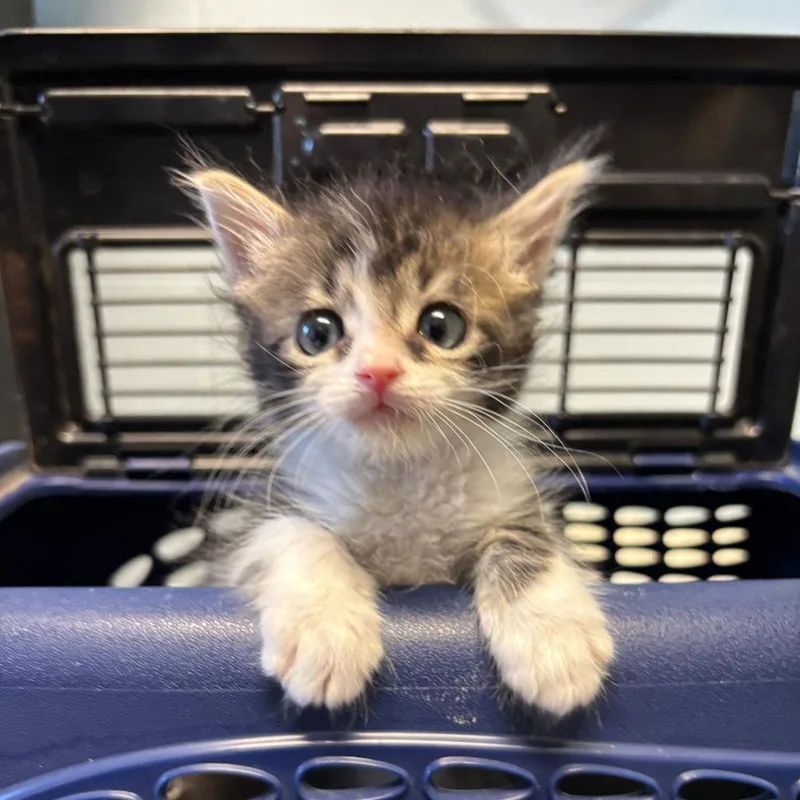 No Shave November thumbnail 2