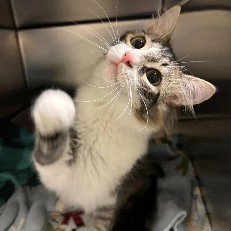 No Shave November thumbnail 3