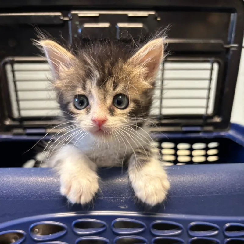 No Shave November thumbnail 4