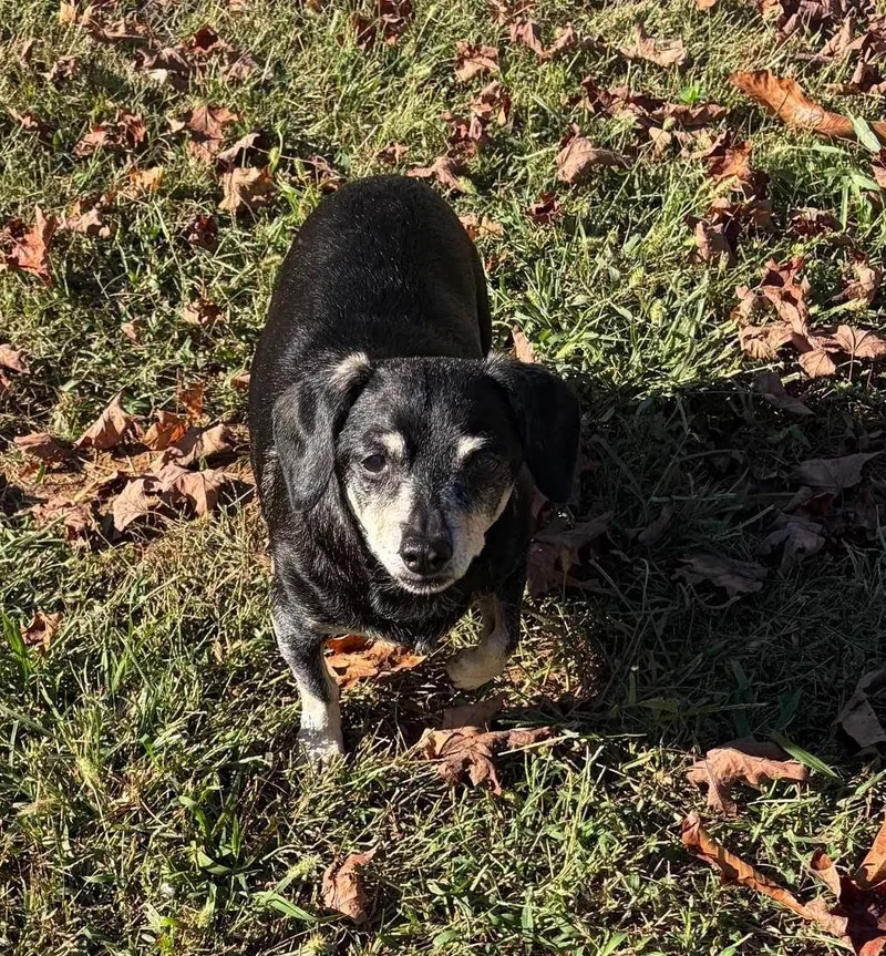 A senior medium-sized female Chihuahua dog named Lucy for adoption in Knoxville, TN