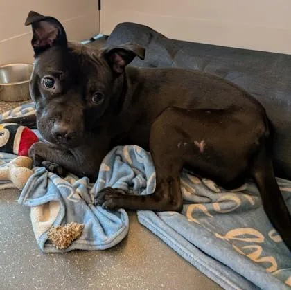 An adult medium-sized male Pit Bull Terrier dog named Walrus for adoption in New Orleans, LA