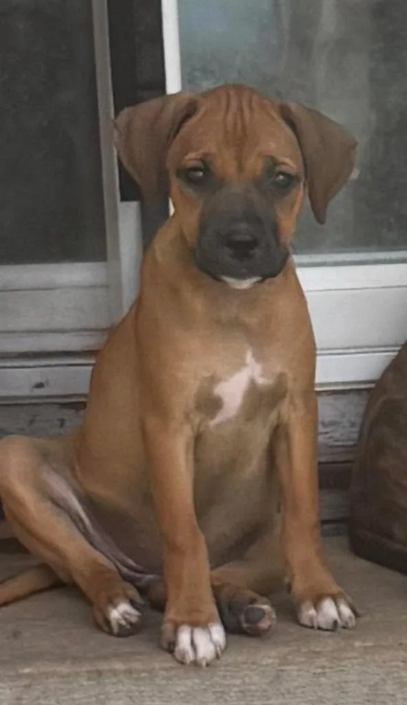 A baby medium-sized female Mixed Breed dog named Almond for adoption in sun prairie, WI