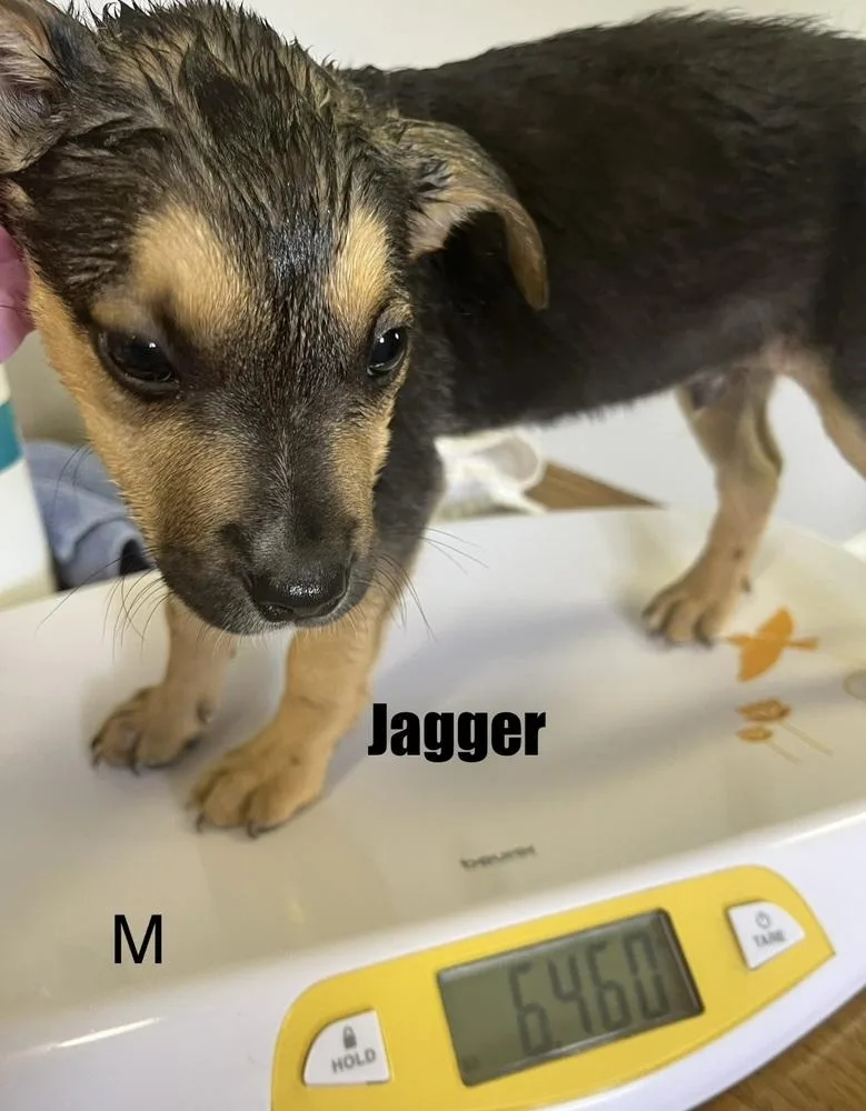 A baby medium-sized male Brown / Chocolate Pit Bull Terrier dog named Jagger for adoption in Irwin, PA