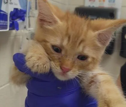 An adult medium-sized male Domestic Short Hair cat named Potato for adoption in Westland, MI