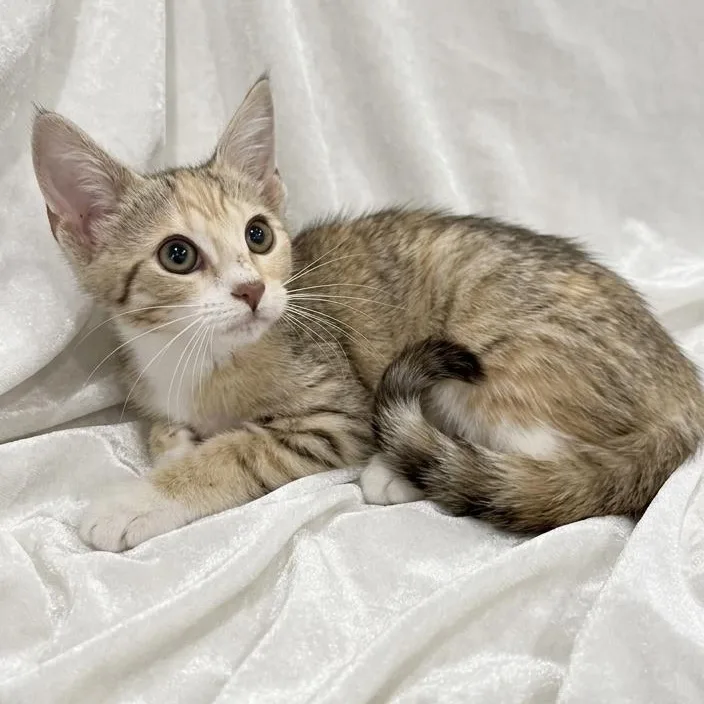 A baby medium-sized female Domestic Short Hair cat named Apple for adoption in Miami, FL