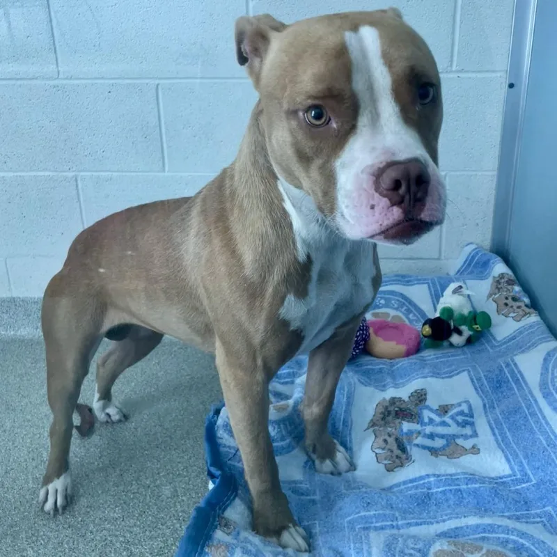 An adult medium-sized female Pit Bull Terrier dog named Snoopy for adoption in Matteson, IL