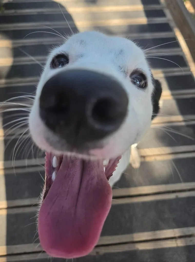 A baby medium-sized male Pointer dog named Boomer for adoption in Sherwood, AR