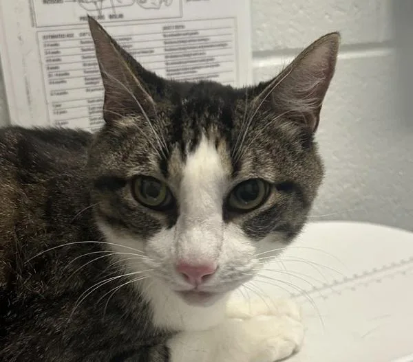 A senior small-sized male Domestic Short Hair cat named Albus for adoption in Golden, CO