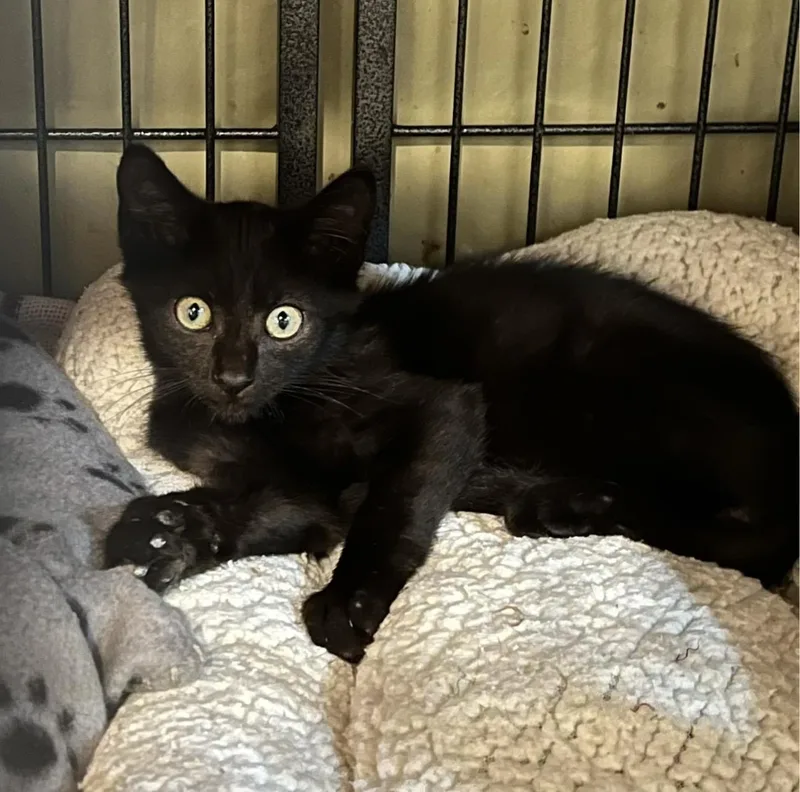 A baby small-sized male Domestic Short Hair cat named Binx for adoption in Sneads Ferry, NC