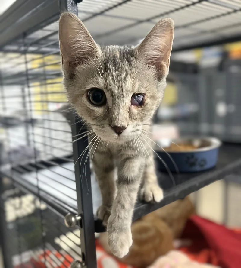 A baby medium-sized female Dilute Tortoiseshell Domestic Short Hair cat named Euphemia for adoption in Seville, OH