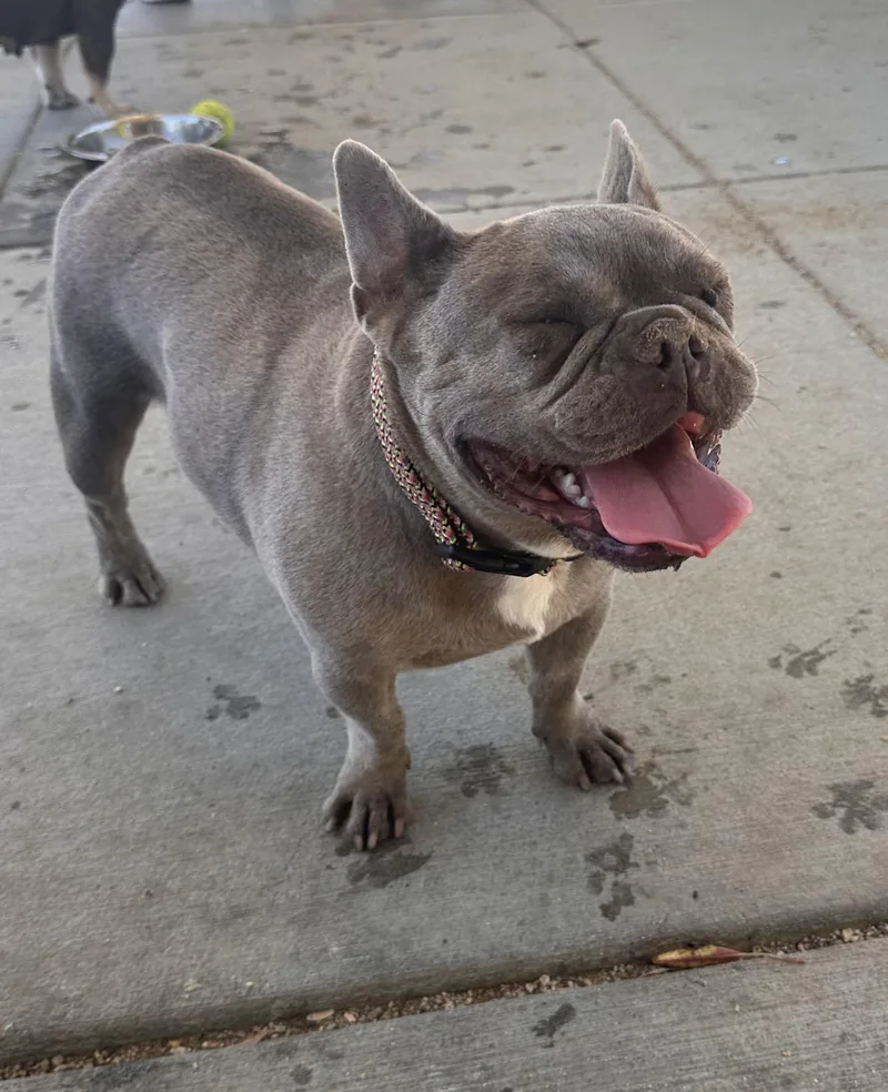 An adult small-sized female French Bulldog dog named Hapi for adoption in modesto, CA