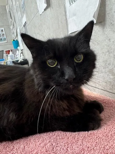 A senior large-sized male Domestic Long Hair cat named Meaw Meaw for adoption in Naples, FL