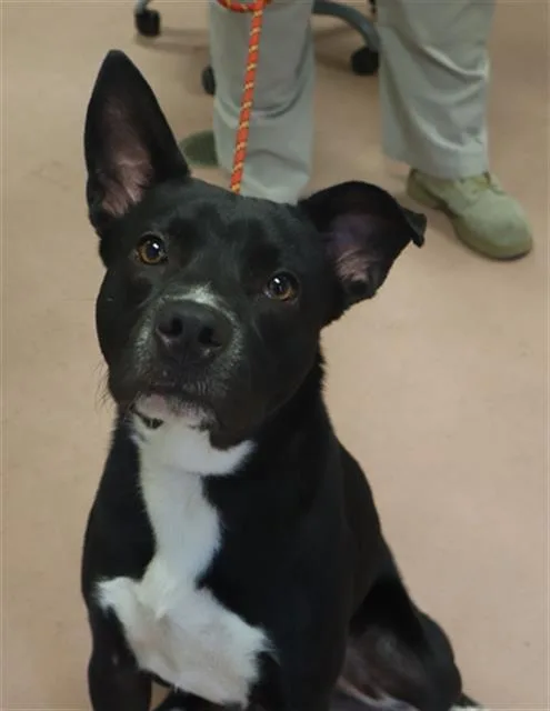 A young large-sized male Mixed Breed dog named Dakota for adoption in Columbia, SC