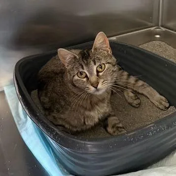 An adult small-sized female Gray / Blue / Silver Domestic Short Hair cat named Big Mama for adoption in Driggs, ID