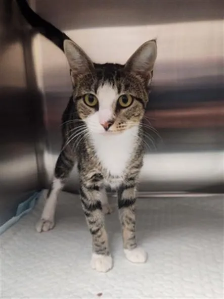 A young small-sized female Domestic Short Hair cat named Libby for adoption in Olivette, MO